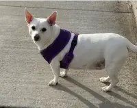 Mickey, Flying with a Dog